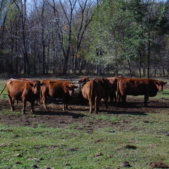 Meet your Posher, Nora - Picture 1 of 1